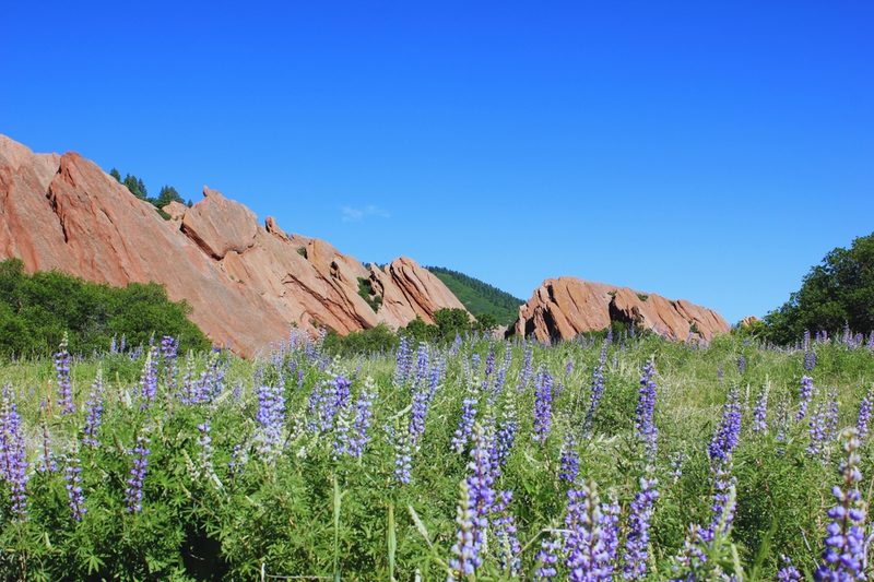 Lupine in bloom below the red rock fins at Roxborough State Park